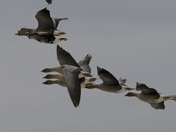 Lyhytnokkahanhi, Pink-footed Goose, Anser brachyrhynchus
